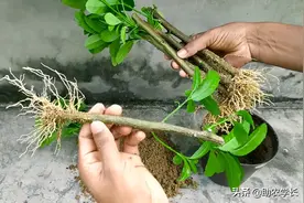 香水柠檬要怎么样扦插繁殖？学会这个园艺小技巧，自己动手也可以图片