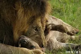 鬣狗到底有多臭，研究数据表明比臭豆腐臭10倍，那到底有多臭呢？图片