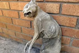 猫尸死了30年？英国男子从土堆中挖出“干猫尸体”....图片