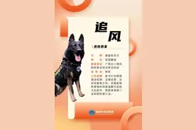 国家首批“功勋犬” 广西“追风”赫然在列图片