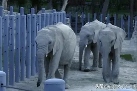 天山野生动物园开启夏日18小时昼夜游图片