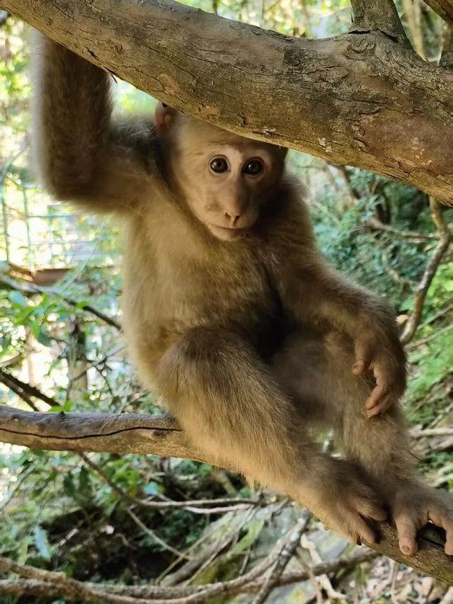 黄山奇遇记：冬观候鸟，野探短尾猴，一场徒步自然的探索之行