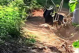 200斤！四川资阳惊现黑熊，到底有多可怕？为何会出现在人类附近图片