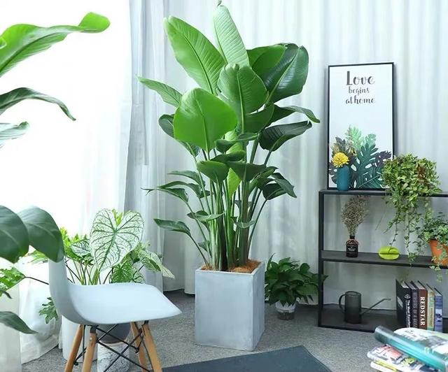 客厅绿植盆栽价格