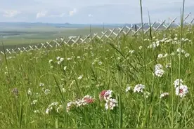 草原上的狼毒花图片