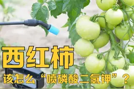 西红柿，该怎么喷“磷酸二氢钾”？长得又大又甜，还能卖个好价钱图片