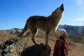 2010年，美女画家认狼做子，十年后在草原与它再次相认图片