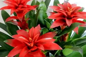 鸿运当头怎么养？4个技巧，好养花期长，开花更喜庆图片