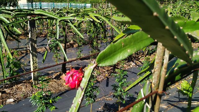 赤苍藤栽培技术视频 覆盖西南300多个县!