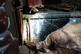 广东人也没辙？80万白蚁“啃光”三层民房！破坏多强、危害多大？图片