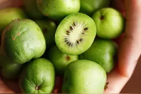 你吃猕猴桃的时候，猕猴桃也在吃你！来看看猕猴桃的 8 个真相图片