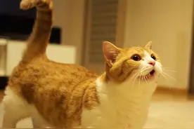 “寿命最短”的几种猫，一旦养了，就要好好珍惜！图片