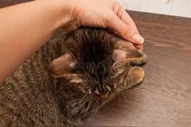 养猫疑惑：怎样治疗猫癣图片