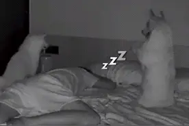 劝你睡醒别看监控，会被臭狗气进ICU图片