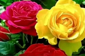 过年了，写给“心心念念”的爱人图片