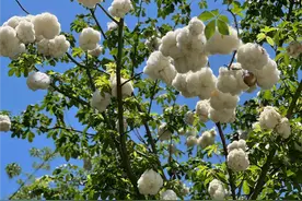 广东一姑娘，晒南方街头的“棉花糖树”，网友：也太可爱了吧图片