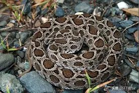 惠州小伙在地里干活遭遇泰国圆斑蝰，用手抓死蛇时被其咬伤图片