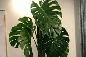 养龟背竹多用3种水，叶子色泽靓丽，比脸还大，高级感强图片