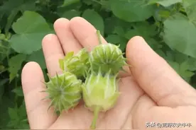 苘麻：荒野之宝，探秘这种神奇植物的多重功效图片