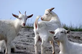 羊口蹄疫的症状有哪些？羊口蹄疫怎么治疗？本文告诉你图片