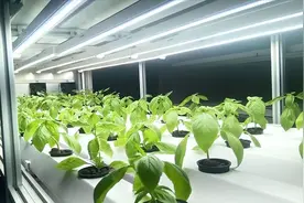受气孔导度影响的光合作用，是如何增强空气中负离子提升速率的图片