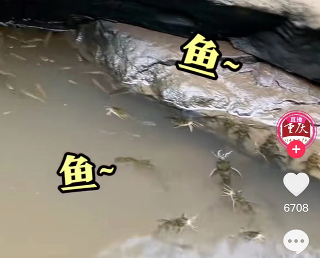 鱼身上长黑点怎么办