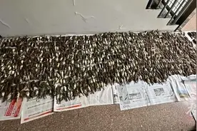 捕鸟近千只用来涮火锅？别让无辜小鸟遭遇饕餮之祸｜荔枝时评图片