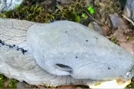 外星人？云南小伙遇“怪虫”，蛇头巴掌大小，它究竟是何方神圣？图片