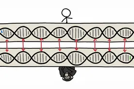 人类和黑猩猩的DNA 99%一致是真的吗？图片