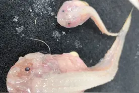 日本8336米深海惊现怪鱼！它究竟有多“独特”？核污水“特产”吗图片