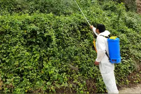 有毒！成都发现“头号”入侵物种，为啥云南64%的土地上都有？图片