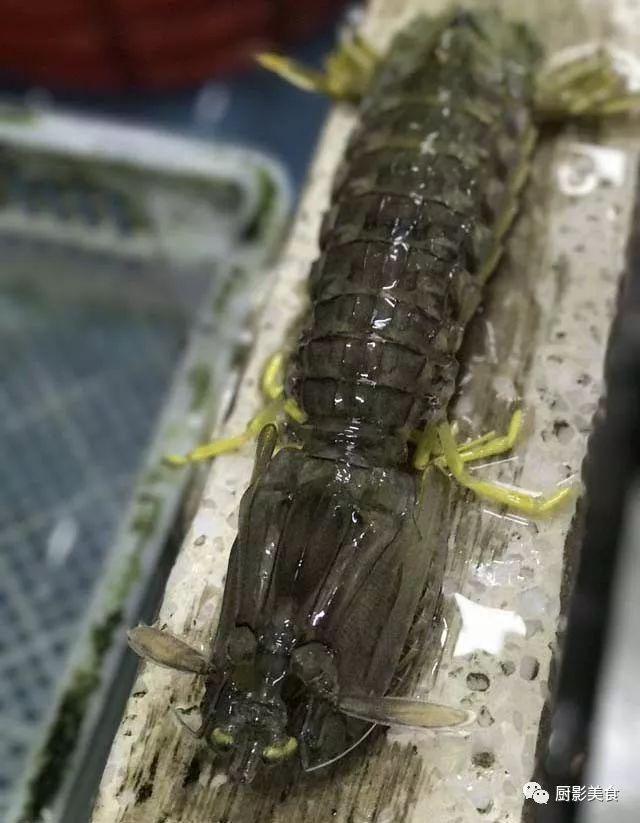 什么海鲜胶原蛋白最多 2025年海鲜含有胶原蛋白吗