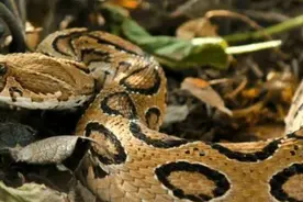 各大洲毒性最强的蛇图片