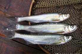 让钓鱼人又爱又恨的白条鱼，究竟是什么鱼？它到底能长多大呢？图片