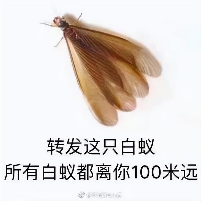 下雨前好多虫子怎么办