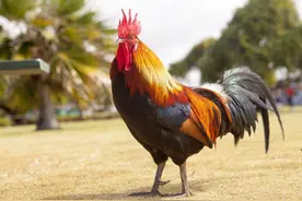 在蜈蚣面前，公鸡的段位有多高？身为五毒之一的蜈蚣竟毒不死公鸡图片