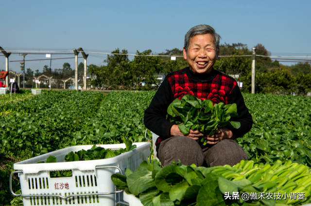 花卉苗木、瓜果蔬菜长不好，不妨给它用点氨基酸