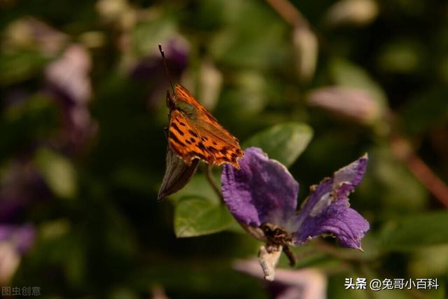 蝴蝶王国