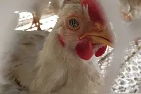 鸡瞎了一只眼睛是怎么回事图片