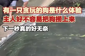 有一只贪玩的狗是什么体验？图片