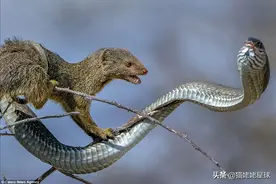 31张罕见图：长颈鹿幼崽出生即从两米高空坠落，螃蟹掳走小海龟图片