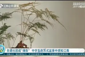 非遗社团成“爆款”，中学生在苏式盆景中感知江南图片