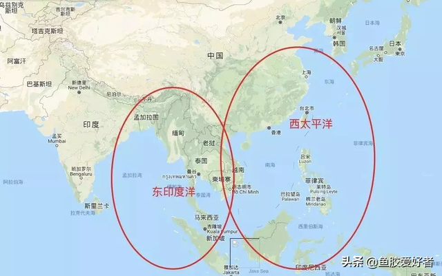 野生白花胶和养殖的区别图片 印尼野生白花胶多少一斤