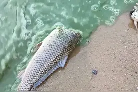 有人担心核污水影响内陆湖？刚一排放骆马湖就变绿，真受影响了？图片