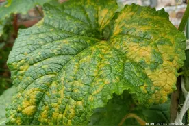 黄瓜得了黄斑病这样治，有效果见效快图片