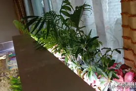 喜欢养鱼的人，在鱼缸上养这几种植物漂亮又实用！！！图片