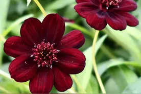 这种花卉，你见过吗？种植一盆，家里到处都散发着巧克力味花香图片