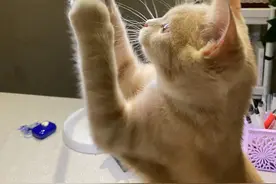 小猫金金的一生图片