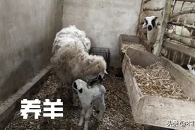 羔羊软瘫症，吃什么药有特效？如何防止羔羊软瘫症图片