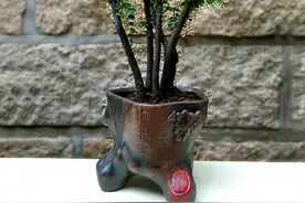 小叶紫檀盆景，可净化空气，兼具观赏和收藏价值，寓意好图片